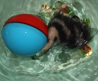 Hotsale Electric Roling Water Beaver Toys with Ball