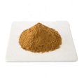 Extrait de champignon Maitake Powder Grifola Frondosa Extrait