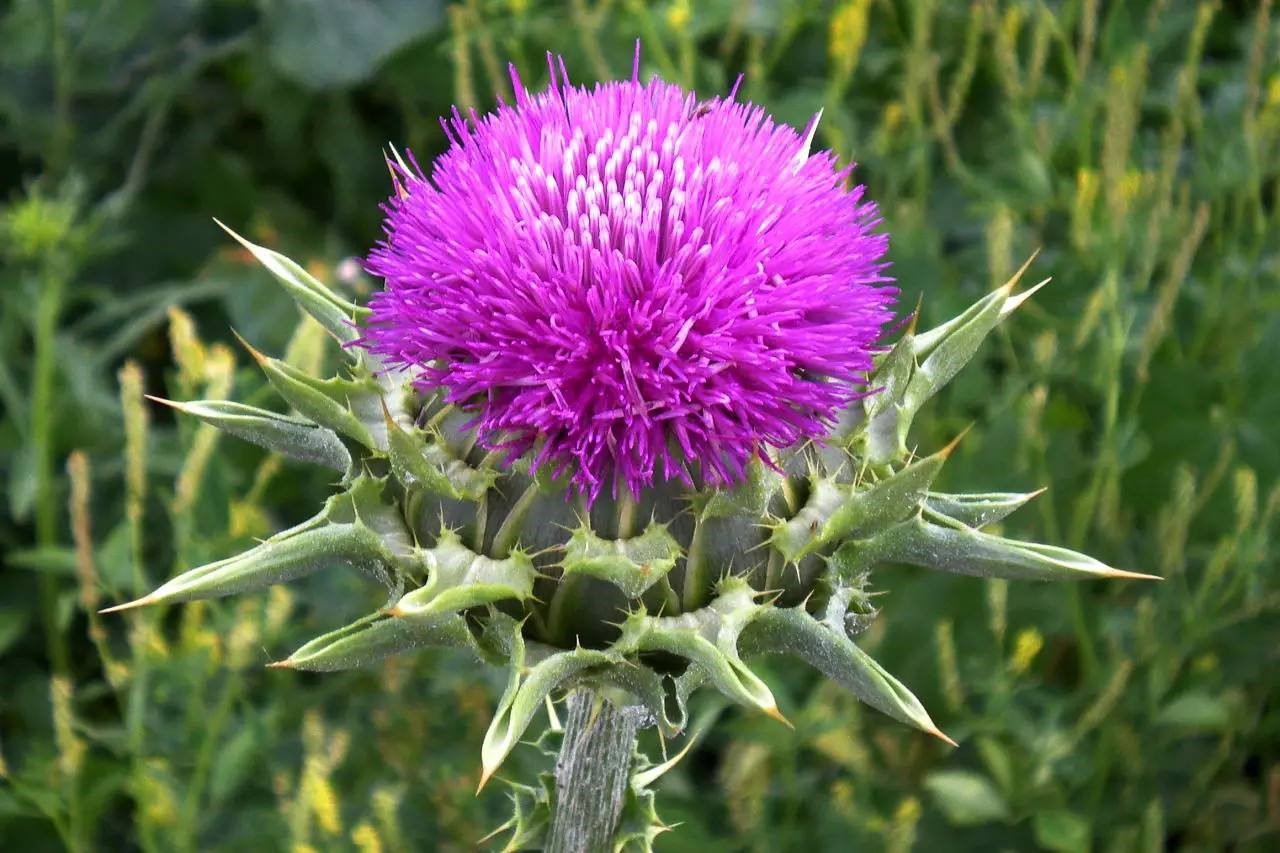 Milk thistle