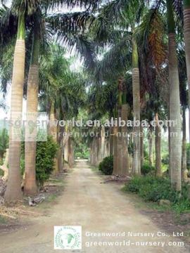 Roystonea regia big nursery