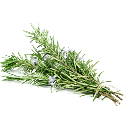 Rosemary extract 20% HPLC