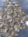 Caranguejo do mar de Tangyang delicioso congelado