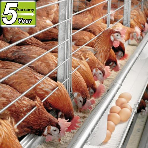 Can be customized to sample high quality chicken cage equipment