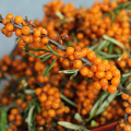 Ягоды чистого моря ягоды Hippophae Rhamnoides порошок