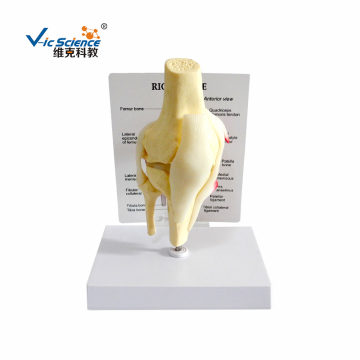 Human right knee skeleton anatomy medical model