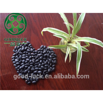 small black kidney beans,black kidney beans,whole sale good quality