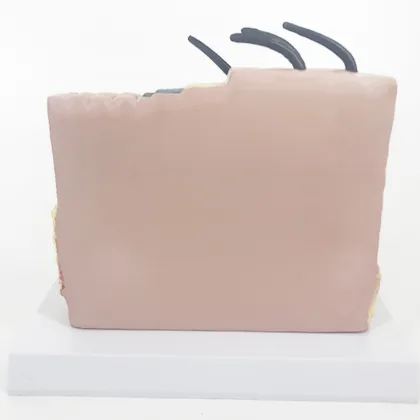 Prosthetic Human Skin Anatomy Model - YA/HB012
