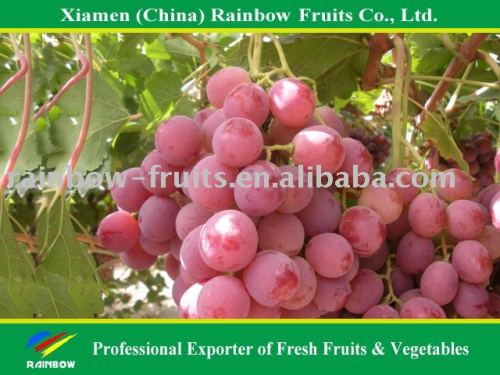 Grape Varieties