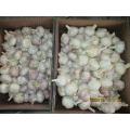 Cold Storing Fresh Garlic Crop 2020