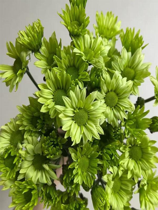 Spray chrysanthemum green elf2