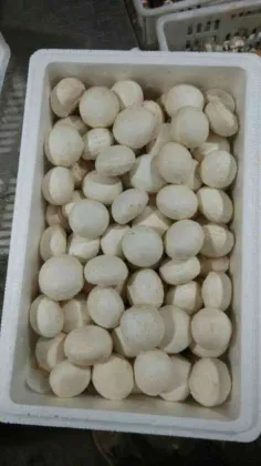 Fresh white button mushroom Delicate Champignon Mushroom