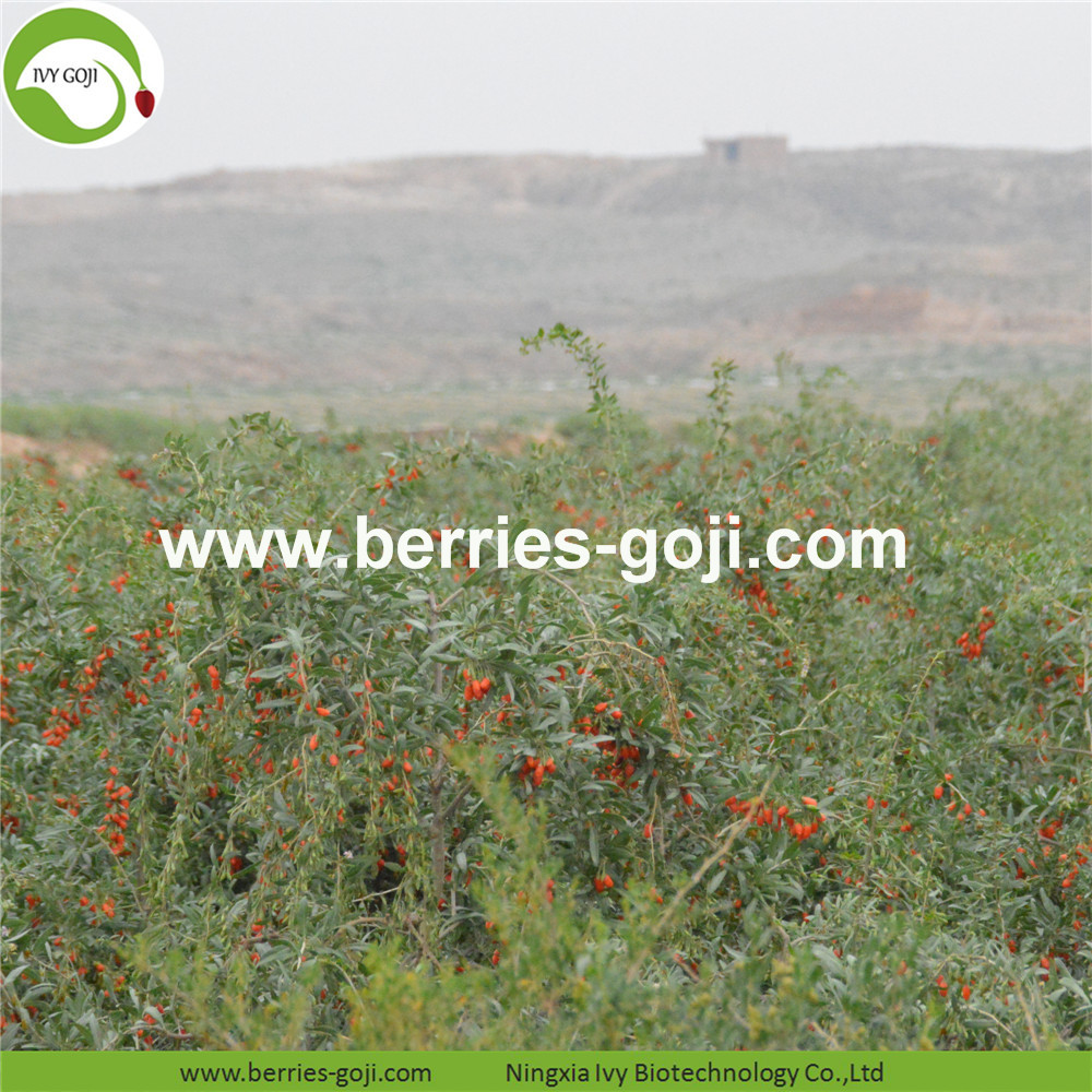 goji berry