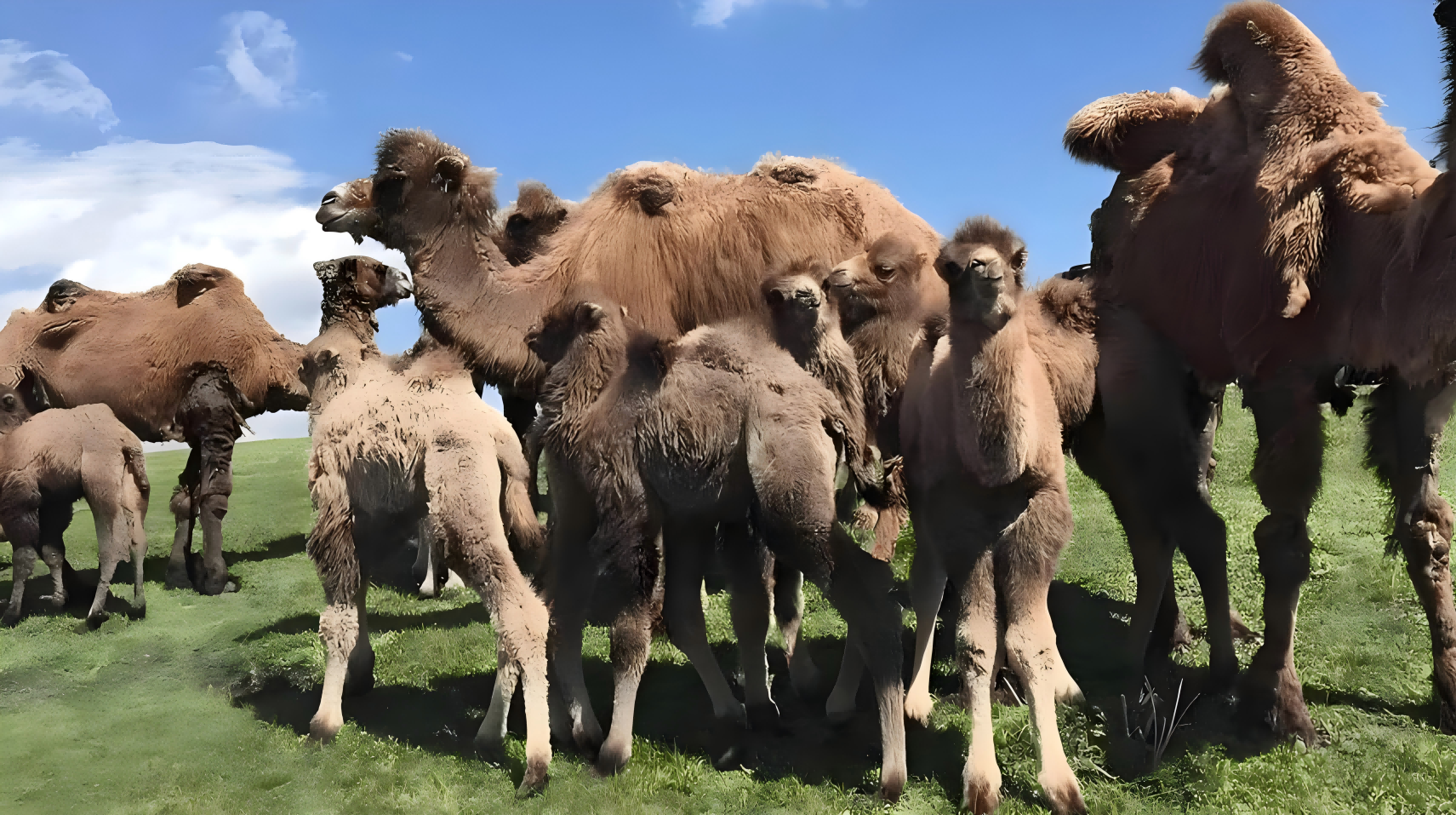 portable ultrasound machine livestock