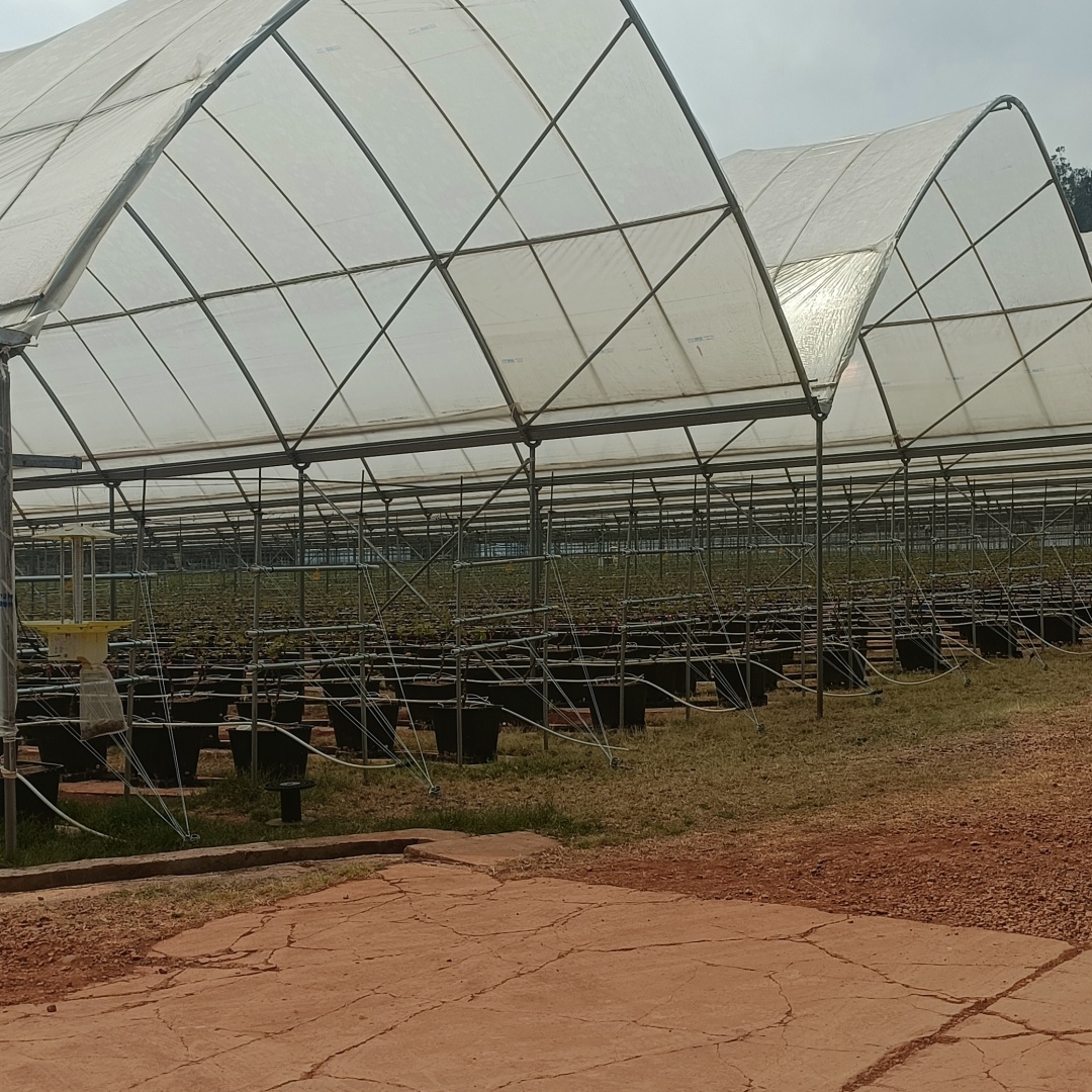 greenhouse covering sheet film (2)