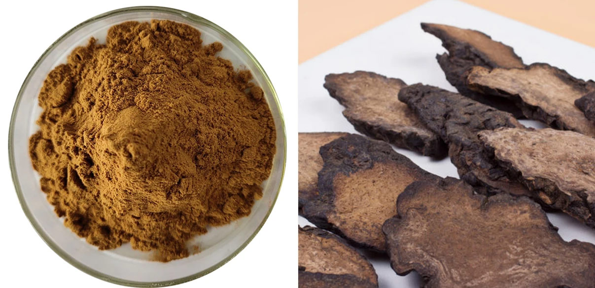 Cistanche-Deserticola-Extract