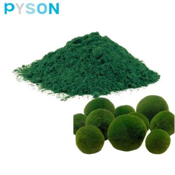 Supply Top Quality Food Additive chlorella powder