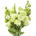 প্রিমিয়াম গ্রিন ফ্রেশ কাট ফ্লাওয়ার Lisianthus পাইকারি