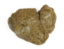 PROPOLIS