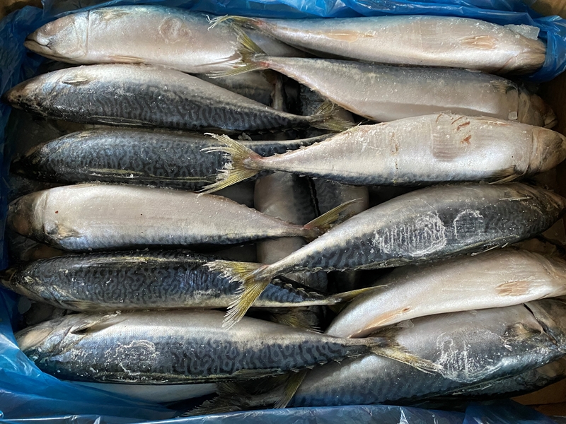 Chinese Professional Mackerel Producer Frozen Fish Mackerel For Wholesale