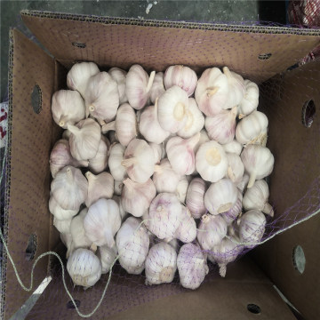 Loose Packing Fresh Garlic