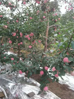 China huaguan apple early apple small apple 138-198