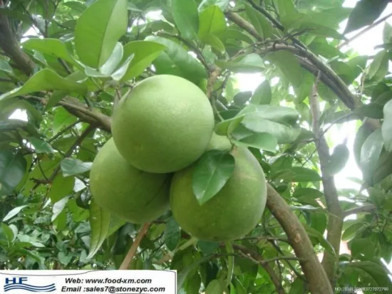 original pomelo plant honey pomelo(shaddock)