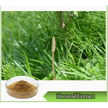 Natural Horsetail Extract Powder Horsetail Grass Horsetail Extract