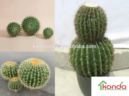 Best selling artificial cactus plants,large cactus indoor plants,christmas cactus plant,mexico cactus plant