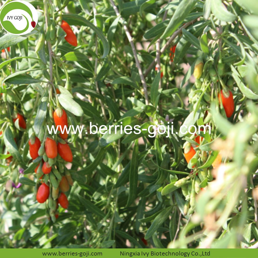 goji berry