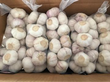 FRESH PURE WHITE GARLIC