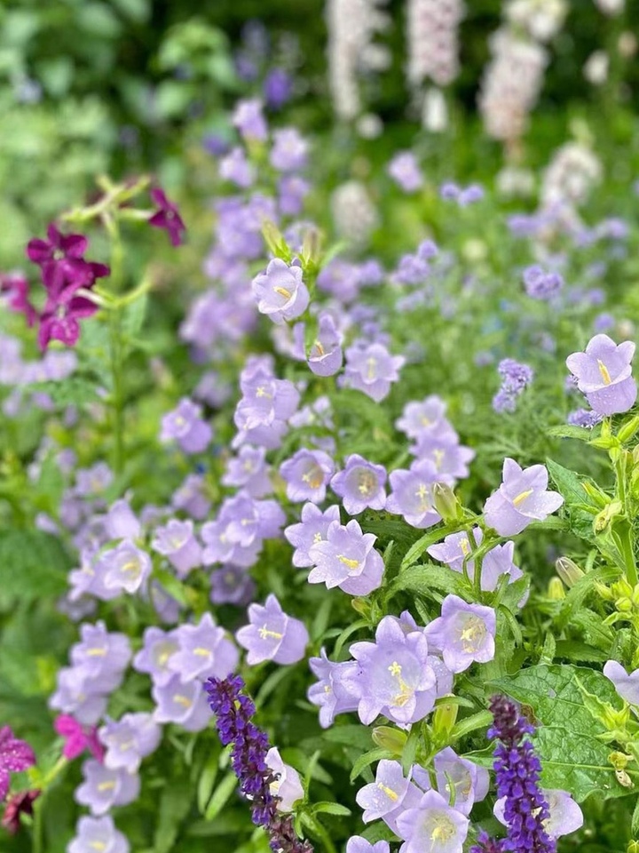 Purple Bellflower