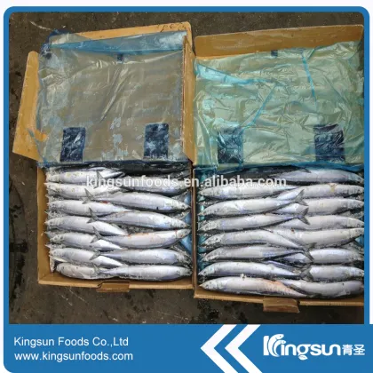 Frozen Pacific Saury (Cololabis Saira)