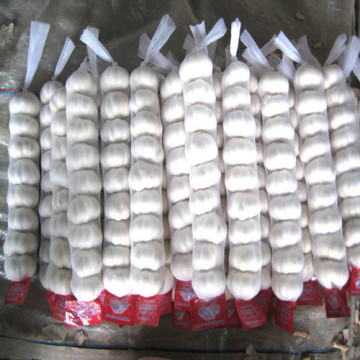 Pure White Fresh Garlic with Small Packing