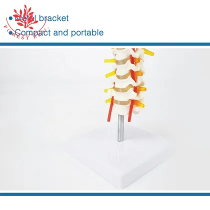 Medical Education and Clinical Pathology Teaching Demonstrations: Human Brain Stem and Cervical Models