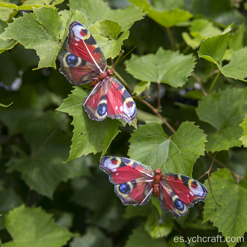 Pascua encuentra la mariposa