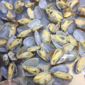 Hochwertige IQF -Baby -Muscheln mit Muschel