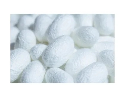 Organic Silkworm Cocoon Supplier for Skin Care Products