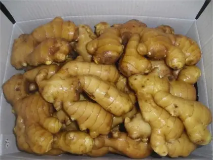 Unspoiled plump clean yellow color fresh ginger