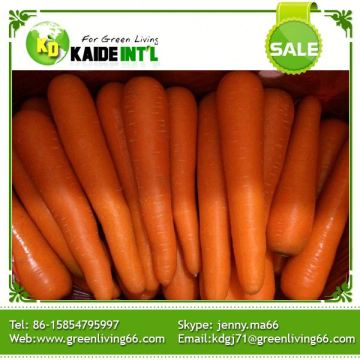 Wholesales Cheap 100g-200g Carrot For 2016 Lowest Price