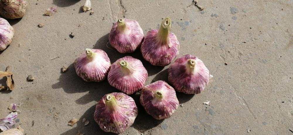 Purple Garlic1