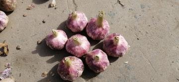 Purple garlic TAIKONG garlic