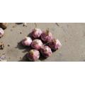 Purple garlic TAIKONG garlic