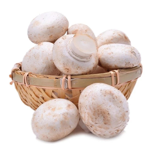 Animal Husbandry Materials White Button Mushroom Extract Agaricus Bisporus powder Manufactory