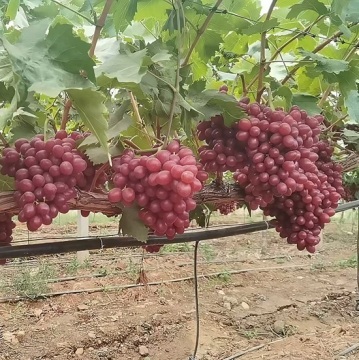 Sweet Red Scented Premium Grapes