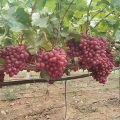 Uvas Premium com aroma vermelho doce