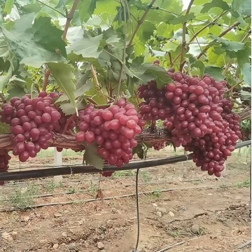 Uvas Premium com aroma vermelho doce