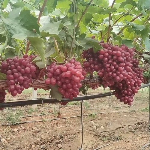 Uvas Princesa Xiangfei com aroma de rosa