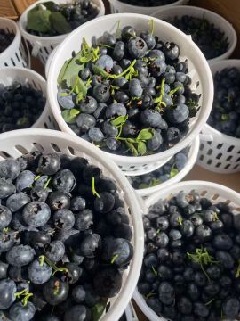 Premium Fresh Blueberries for Healthy Living