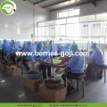 Factory Wholesale A Grade Fruit Wolfberry