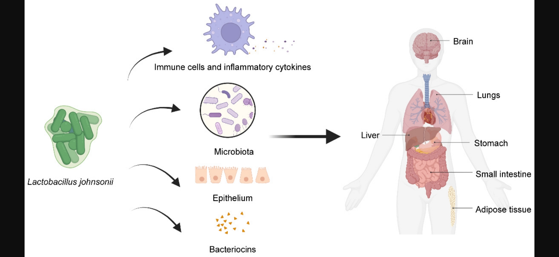 lactobacillus johnsonii2
